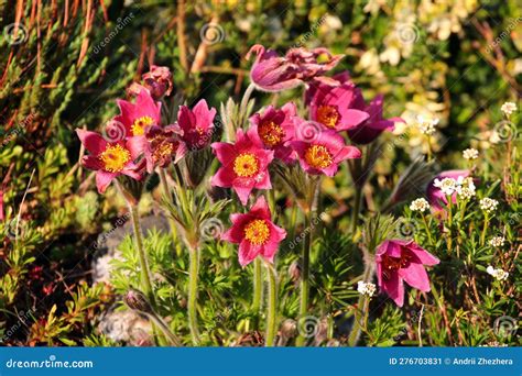Eastern Pasqueflower Or Pulsatilla Patens Flowers In A Garden Stock