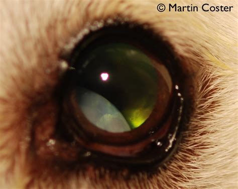 Lens Instability Luxationsubluxation In The Dog And Cat • Mspca Angell