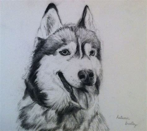 Charcoal Siberian Husky Artwork Done By Me Want One Of Your Dog