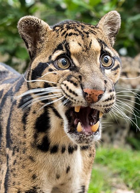 Clouded Leopard Funny Animals Funny Animal Photos Cute Animals