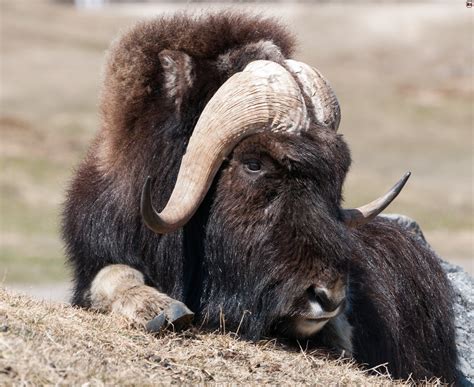 Taurus primigenius), a domesticated form of the large horned mammals that once moved in herds across north america and europe (whence they have disappeared) and asia and africa, where some still exist in the wild state. Muskox - Hunting Affair