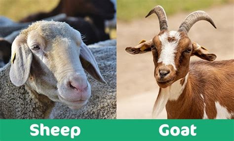 Sheep Vs Goat Whats The Difference With Pictures Pet Keen