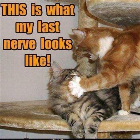 Dump A Day Funny Animal Pictures Of The Day 28 Pics Funny Animals