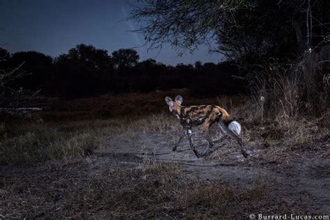 These Rare Wildlife Photos Were Captured With Five Canon Dslr Camera Traps