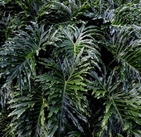 15 Plants Perfect For The Shade In Florida