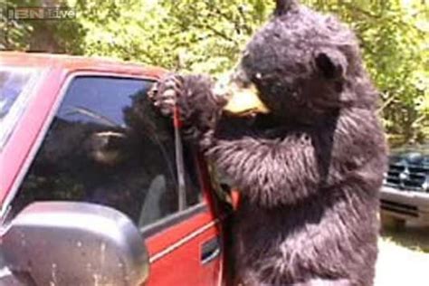 Bears Believed To Be Behind Car Break Ins In New Hampshire