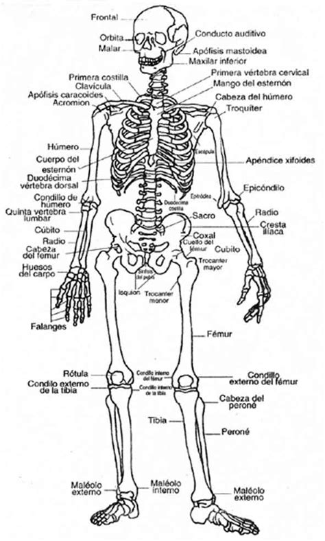 El Esqueleto Humano Con Sus Partes Y Nombres Imagui