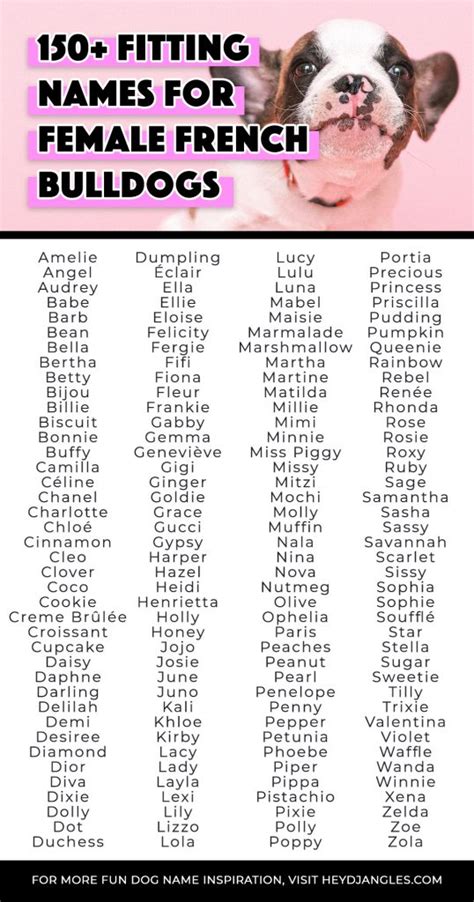 150 Fitting Names For Female French Bulldogs Hey Djangles