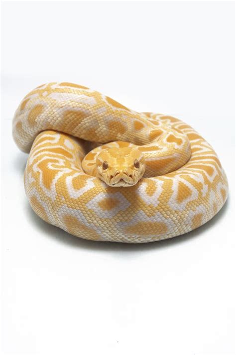 Albino Burmese Python Python Molurus Bivittatus Stock Photo Image Of