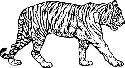 Free Printable Tiger Coloring Pages At Free