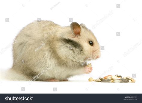 Profile Of A Hamster Eating In Front Of A White Background