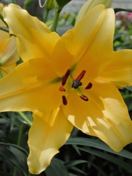 Buy Lily Bulbs Corcovado Oriental Trumpet Lily Gold Medal Winning