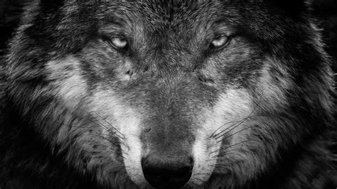 Animal Wolf Black And White Closeup Photo 5 4k Hd Animals Wallpapers
