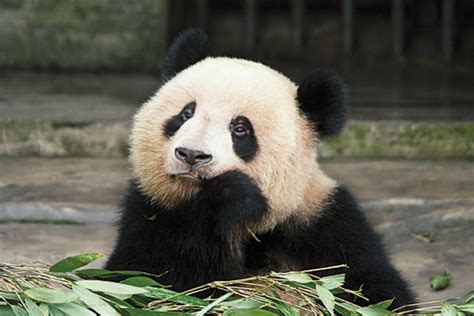 Panda Velká Symbol Ochrany Přírody V Novém Tisíciletí