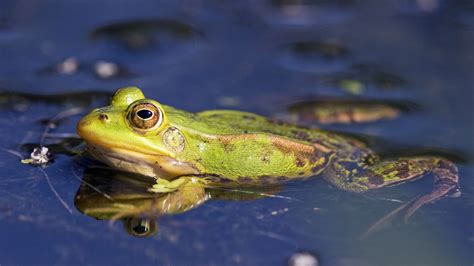 Русија ће у Кину извозити живе жабе за потребе исхране Russia