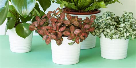 30 Easy Houseplants Easy To Care For Indoor Plants