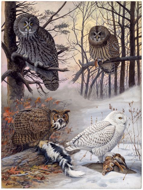 Vintage Owls Art Painting Free Stock Photo Public Domain Pictures