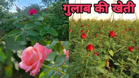 गुलाब की खेतीदेसी गुलाब की खेती कैसे करेंrose Farminggulab Ki Kheti