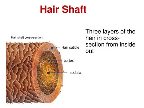 Details Hair Cross Section Dedaotaonec