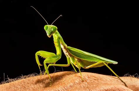 29 Interesting Facts And Stats About Praying Mantises Eandc