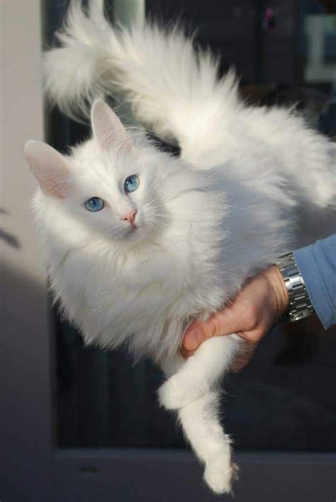 20 Most Popular Long Haired Cat Breeds Samoreals Angora Cats