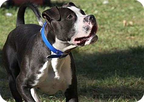 American bulldogs the bold and the beautiful. Boxer/American Staffordshire Terrier Mix Dog for adoption ...