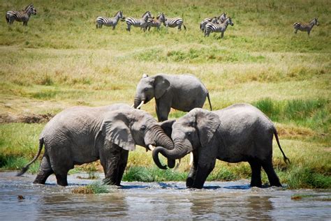 Best Time To See Elephant Herds In Tanzania 2023 When To See Roveme