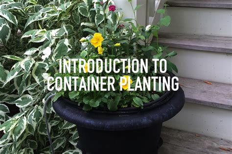 Video Intro To Container Gardening Gardenwise