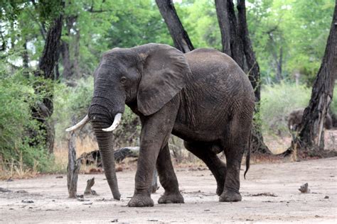 African Bush Elephant Loxodonta Africana Zoochat