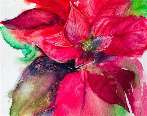 Poinsettia Christmas Star Watercolor Sketch Stock Photo Image Of