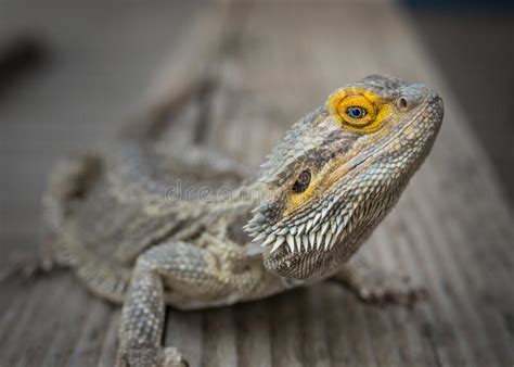 Dragon Lizard Stock Photo Image Of Creature Reptile 225130894