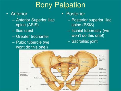 Anterior Superior Iliac Spine Palpation