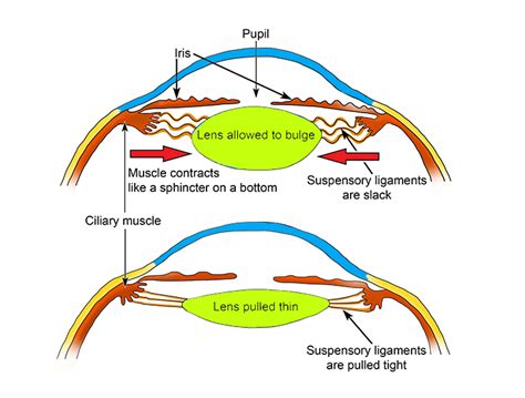 Ciliary Muscle Accommodation
