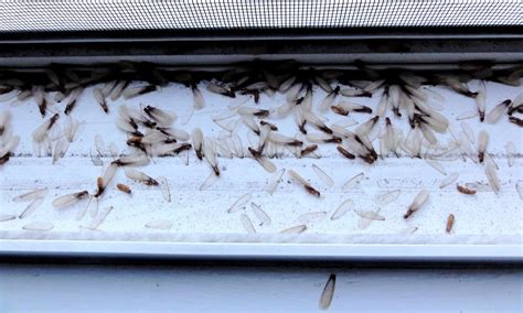 How To Get Rid Of Termite Swarmers