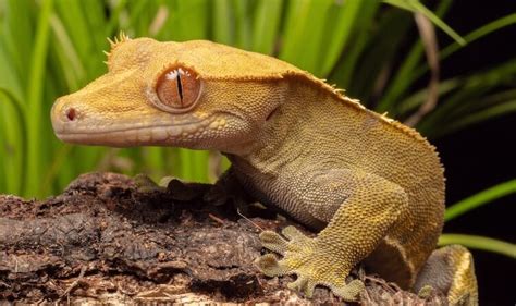 Top 20 Best Pet Lizards For Beginners Everything Matelijat Be Settled
