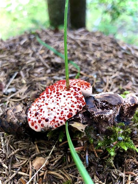 Usually We See Pictures Of Red Mushrooms With White Dots This Rare