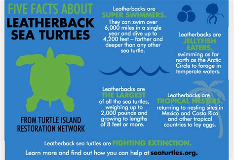 Pin On Turtle Lovers Fact