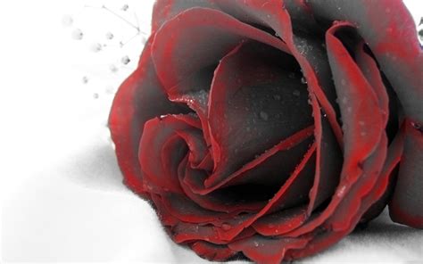 Red rose with black backgrounds wallpaper 1600×1200. Red Black Rose - 2560 x 1600
