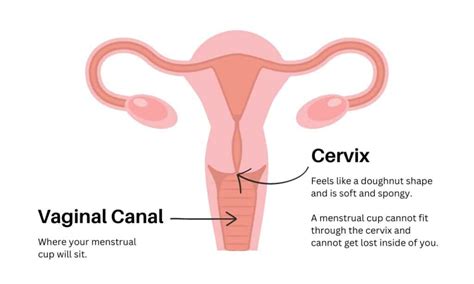 How To Check Cervix Position Mca Online