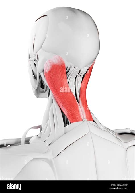 Splenius Capitis Muscle Illustration Stock Photo Alamy