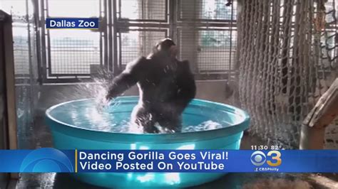 Dancing Gorilla Goes Viral Youtube