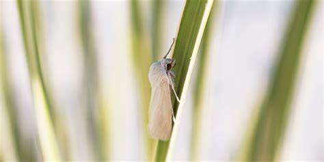 Yucca Moths National Wildlife Federation