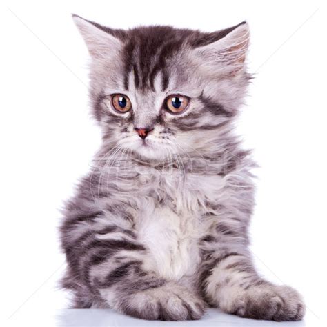 Cute Silver Tabby Baby Cat Stock Photo © Viorel Sima