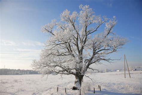 Winter Landscale Lone Oak Tree In Snow Covered Field Stock Photo
