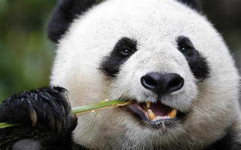 大熊猫吃竹子图片可爱壁纸图片 壁纸图片大全