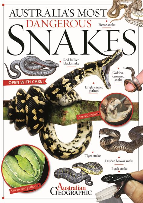 Australias Most Dangerous Snakes Australian Geographic