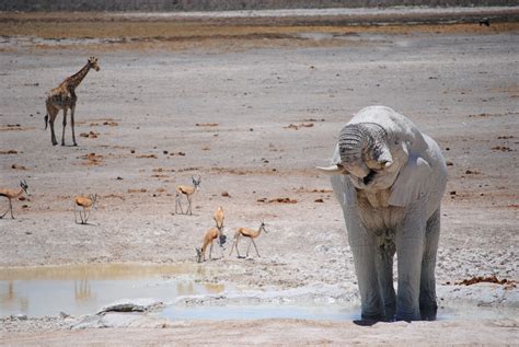 Free Images Wildlife Zoo Africa Mammal National Park Fauna