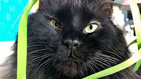 Meet Perry The Handsome Cat Who Was Born Without Eyelids Youtube