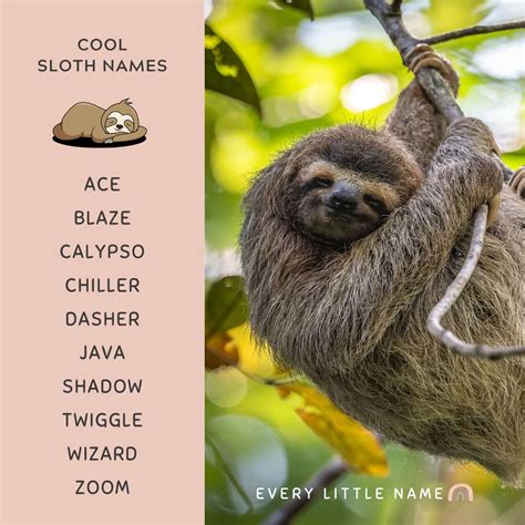 200 Best Sloth Names Cute Funny And Cool Every Little Name