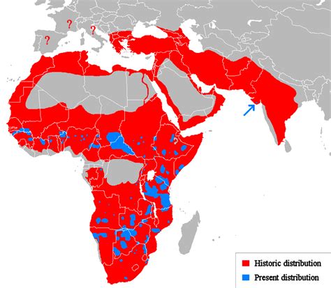 Historic Vs Present Geographical Distribution Of Lions Brilliant Maps